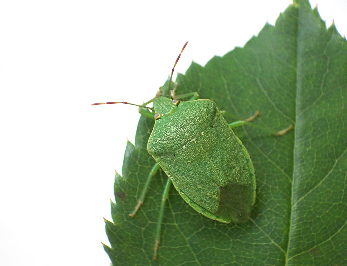 Nezara viridula